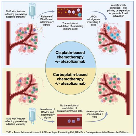 Immunomodulatory Effects And Improved Outcomes With Cisplatin Versus