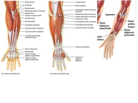 Pronator Teres And Brachioradialis