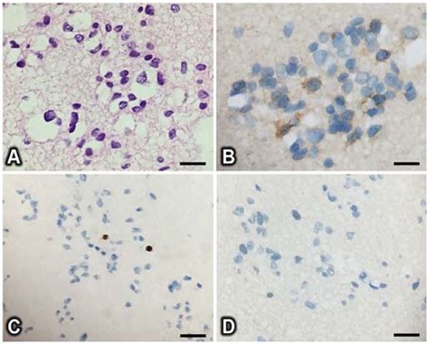 Microscopic Images A Hematoxylin And Eosin Staining X400 Download Scientific Diagram