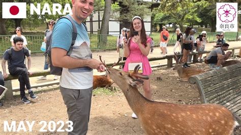 奈良公園お辞儀する鹿に感激の外国人観光客 鹿せんべい 記念写真 なでなで Feeding the Bowing Deer at Nara