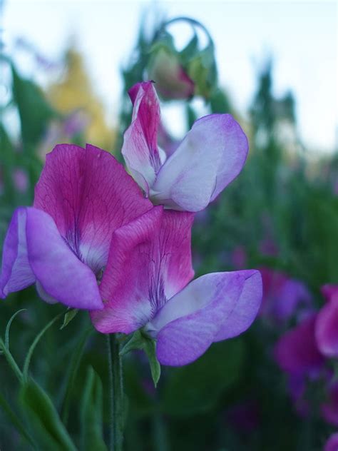 Sweet Pea Seeds Lathyrus Odoratus Sweet Pea Gardens