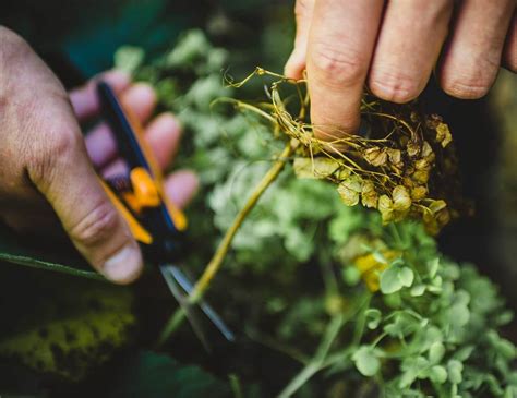 A Guide To Deadheading Flowers In Your Garden