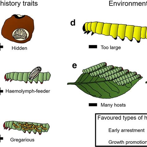 Evolutionary And Environmental Factors Influencing The Outcome Of Download Scientific Diagram