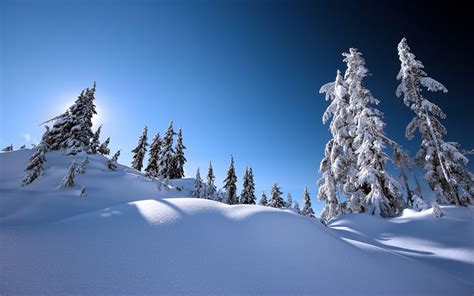 Fondos De Pantalla Pinos Cubiertos De Nieve En Las Monta As Cubiertas