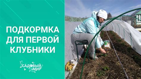 Первая ягодка - для деток! Подкормка весной для первой клубники. Только ...