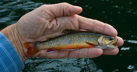 Speckled Brook Trout