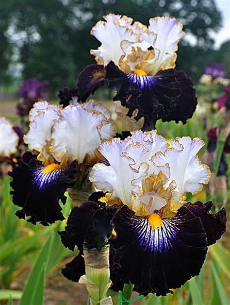 ЦВЕТЫ: ИРИСЫ | Iris flowers, Exotic flowers, Iris garden