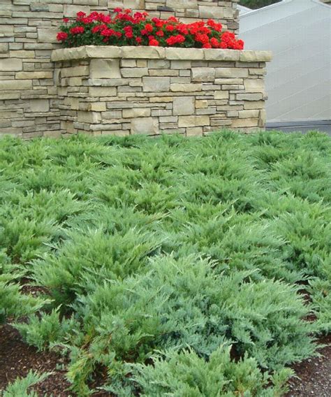 Best Ground Cover Plants Options For Flowers And Foliage Homes