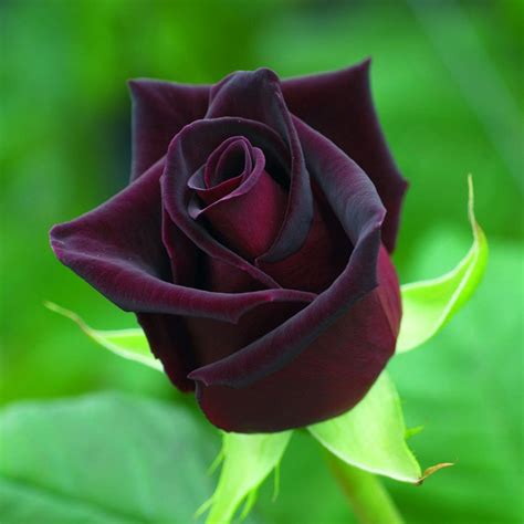 Black Magic Rose Trandafirului Black Magic Plantemd