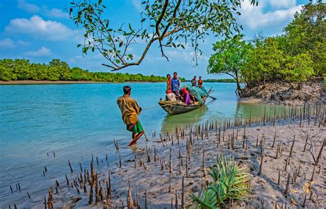 The Honey Gatherers Of The Sundarbans Roundglass Sustain