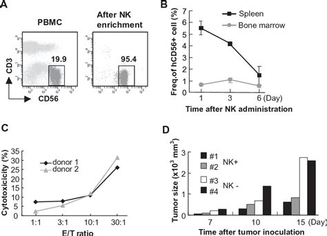 Figure 1 From In Vivo Assay Of Human Nk Dependent Adcc Using Nodscid