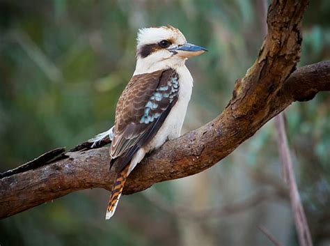 Royalty Free Kookaburra Pictures, Images and Stock Photos - iStock