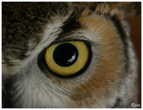 I See You Great-Horned Owl eye - Uncategorized - Photo.net