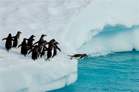 Antarctica Facts for Kids for Your School Project