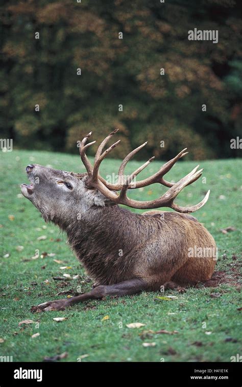 Wiese Hirsch Cervus Elaphus Lüge Bell brüllen Natur Zoologie