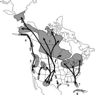 Sandhill Crane Migration