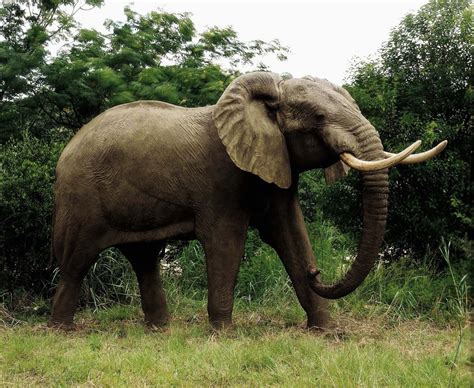 Trans African Taxidermists