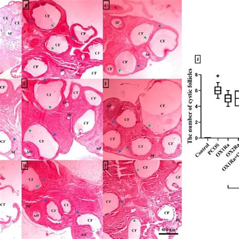 Histological Analysis Of The Ovarian Rats Hande Staining A Control