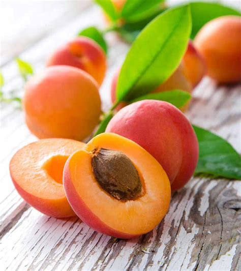 Dwarf Moorpark Apricot Tree Largest And Sweetest Apricots 2 Years