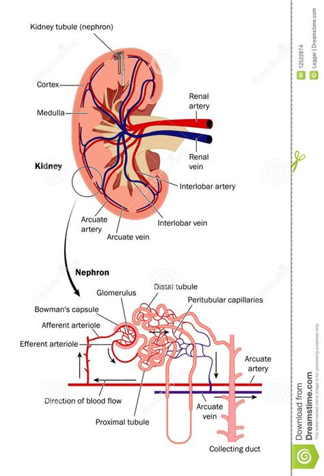 Illustration About Diagram Of Blood Flow Through The Kidney Showing