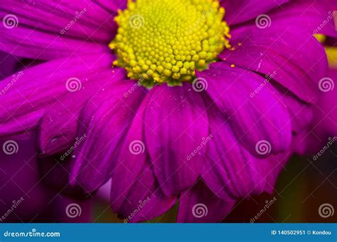 Beautiful Bright Purple And Yellow Chrysanthemum Flowers Selective