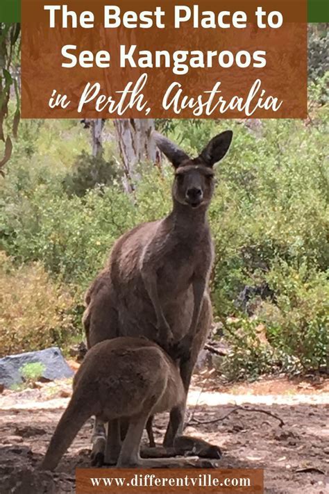 Where To See Kangaroos In Perth The Amazing John Forrest Tavern And