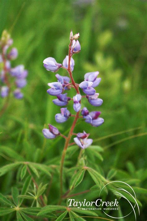Wild Lupine Lupinus Perennis Taylor Creek Restoration Nurseries