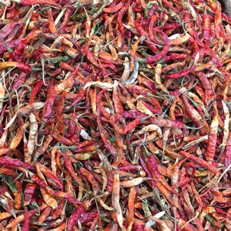 Teja Fatki Dry Red Chilli At Rs 75kilogram तेजा लाल मिर्च