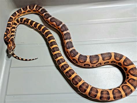 Scaleless Corn Snake By Rare Genetics Reptiles Morphmarket