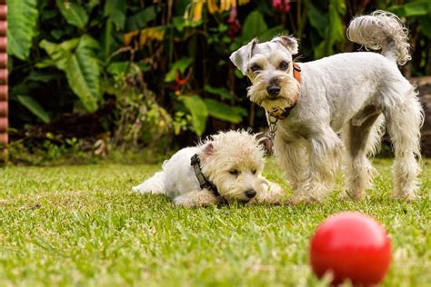 Estudo Revela Que Cachorros Pequenos Podem Ser Mais Agressivos