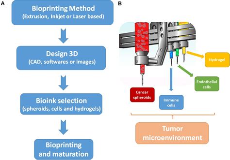 Frontiers Recapitulating Tumorigenesis In Vitro Opportunities And