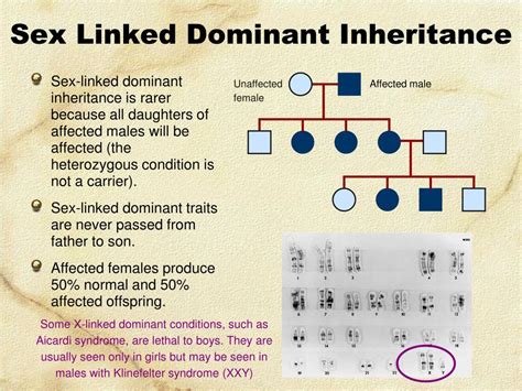 PPT Linked Genes Sex Linkage And Pedigrees PowerPoint Presentation