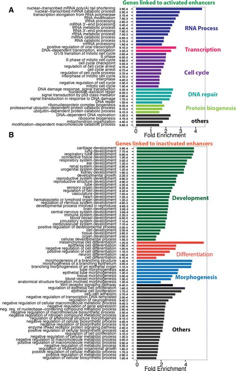 Gene Ontology Go Enrichment Analysis For Genes Identified In More