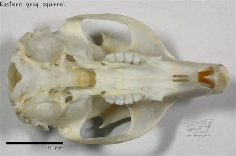 Eastern Gray Squirrel Male Skull Base