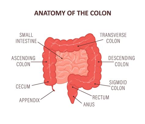 Anatomía del colon con partes de descripción icono de intestino órgano ... 