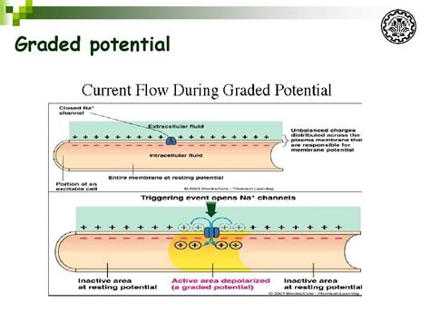 Advanced Physiology Part 1 Neuronal System By A