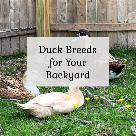 Great Backyard Duck Breeds - The Cape Coop