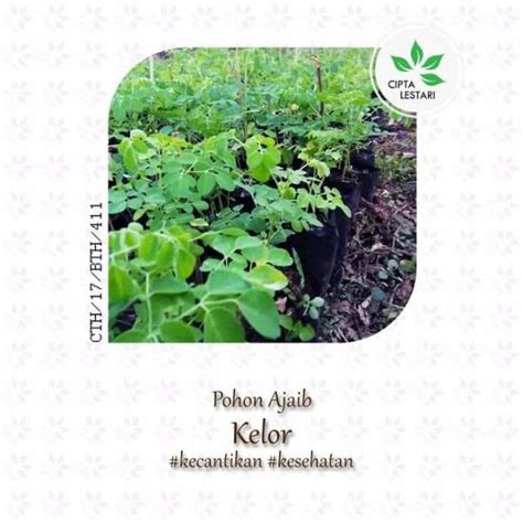 Jual Bibit Pohon Kelor Bibit Tanaman Kelor Pohon Daun Kelor Tanaman