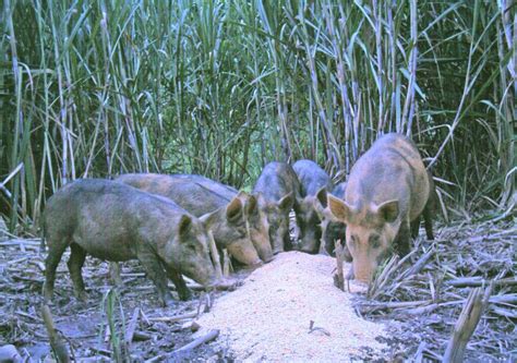 Feral animal control | Wet Tropics Management Authority