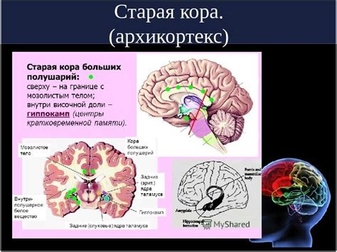 Древняя, старая и новая кора. Слои коры.