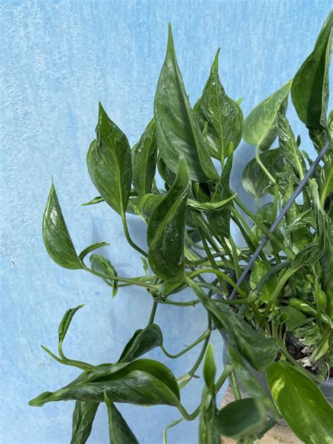 Epipremnum Godzilla Loveplants