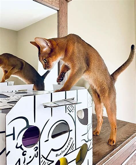 Stimulate your cat's hunting instinct with this recyclable, eco ...