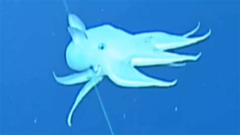 Rare Dumbo octopus filmed in North Pacific Ocean – Skytern News