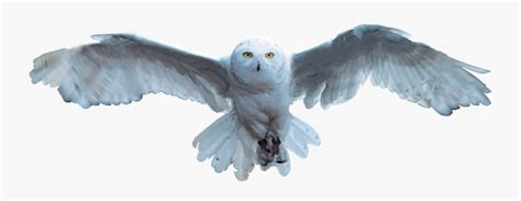 Harry Potter Hedwig Flying Png Image With No - Harry Potter Hedwig ...
