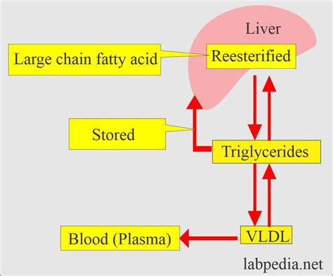 Lipoprotein Part Triglycerides Tg Labpedia Net