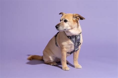 Which Is The Best Dog Harness