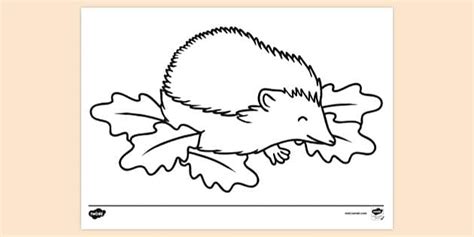 FREE! - Hedgehog Colouring Sheet | Nature Colouring Pages