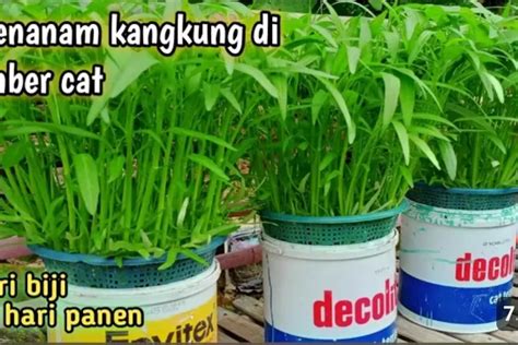 Hanya 20 Hari Panen Tips Cara Menanam Kangkung Hidroponik Di Ember