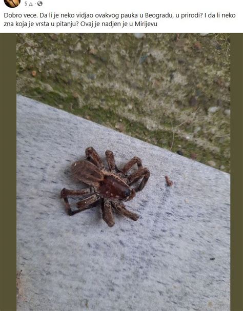 Je L Ovo Tarantula U Beogradu U Mirijevu Se Pojavio Ogroman Dlakavi