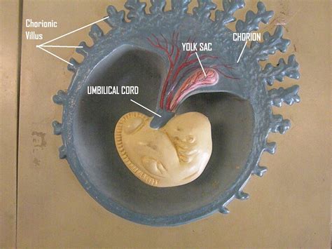 PSC: Anatomy and Physiology 2: Labeled Embryonic Development Models